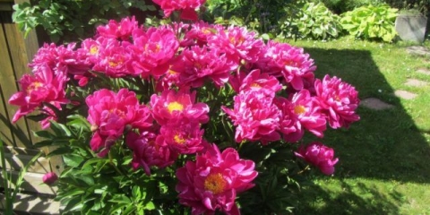 Božur karl rosenfeld: fotografija i opis, recenzije